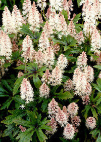 Tiarella 'Pink Skyrocket'